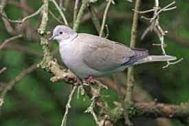 Woodpigeon The Wildlife Trusts