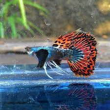 Pin On Animales