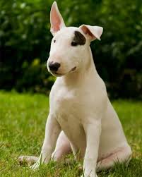 Pet Articles News Names Advice More About Family Pets Bull Terrier English Bull Terriers Miniature Bull Terrier