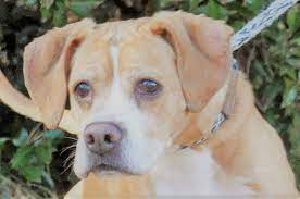 7 animals chelsea's hope boxer rescue: Charming Pet Rescue Connecticut Pets Animals Us