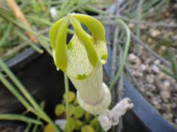 Image result for Ceropegia elongata