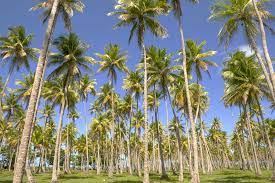 Address, dongjiao coconut plantation reviews: Coconutfarm Home Facebook