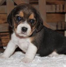 Check spelling or type a new query. Beagle Puppies For Sale