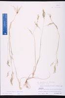 Image result for Eragrostis gangetica