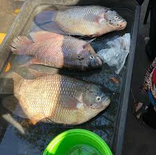 Check spelling or type a new query. Lagu Ikan Kaloi Malaysia