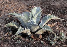 Pin On Leaf Succulents