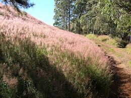 Image result for Melinis minutiflora