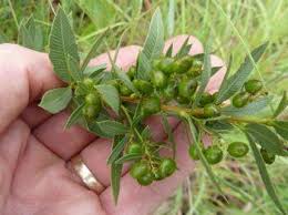 Image result for Searsia ochracea