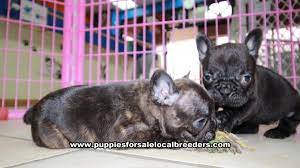 These pups have champion bloodlines on both sides.they … Puppies For Sale Local Breeders Pretty Blue Eyes French Bulldog Puppies For Sale Georgia Local Breeders Near Atlanta Ga At Puppies For Sale Local Breeders