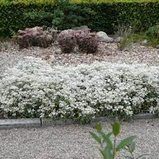 Likes a sunny spot in the garden. Anaphalis Triplinervis Silberregen Perlkorbchen Silberimmortelle Mit Stauden Gestalten Steppengarten Garten Mediterraner Garten Stauden