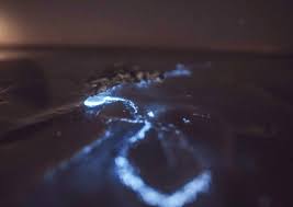 On facebook is an active dutch group that shares predictions and experiences with each other: Waar En Wanneer Kan Je Zeevonk Zien Aan Onze Belgische Kust Onze Natuur