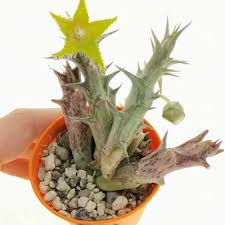 Image result for Orbea dummeri