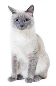 Apparently traditional siamese cat breeders would like the cfa to recognize the traditional cat breed but the cfa say one siamese,bengalmese & bengal i have a male blue point siamese named zeus. Blue Point Siamese Cat 5 Types Revealed