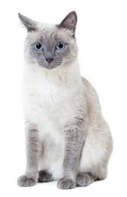 Anyone who's owned a siamese cat can tell you. Blue Point Siamese Cat 5 Types Revealed