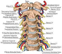 The cervical spine, your neck, is a complex structure making up the first region of the spinal column starting immediately below the skull and ending at the first thoracic vertebra. Cervical Spine Anatomy Neck