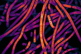 Study sheds light on how malfunctioning components in dna cause cancer (mdnewsdaily.com). New Gene Editing System Precisely Inserts Large Dna Sequences Into Cellular Dna Mit News Massachusetts Institute Of Technology