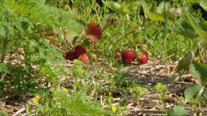 Swistak Farms strawberry crop damaged by days of intense weather
