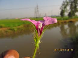 Image result for Ipomoea dichroa