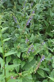 Image result for Scutellaria violascens