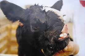 Als „freunde der kinder von tschernobyl haben wir das „haus stuttgart finanziert. Elenafilatova Com