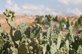 This plant's leaves, roots, and stems have adapted to desert plants need to conserve as much water as possible for survival during times where there's no rain. 350 Cactus Sahara Desert Photos Free Royalty Free Stock Photos From Dreamstime