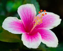 Hibiscus Fiori Di Ibisco Ibisco Bellissimi Fiori