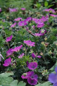 Image result for Geranium sanguineum Max Frei