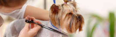 Gently pull away the hair, and use your. How To Cut Dogs Hair Like A Pro My Pet Needs That