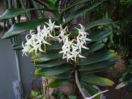 Image result for Cyrtorchis arcuata