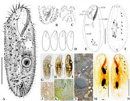 Image result for Physotrichia