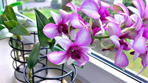 This intriguing flower is so unique in its look and colors that it is sure to catch your eye each. More On Orchid Care Orchid New Spike Care How To Look After Orchids Orchid Care For Beginners Orchid Lo Growing Orchids Dendrobium Nobile Orchid Plant Care