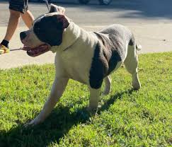 Profile for royal.hussle.bulldogs