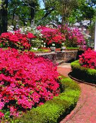 Azalea Garden We Used Azalea At Our Wedding Beautiful Taman Indah Taman