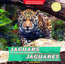 Jaguars are considered an apex predator with no natural predators in the wild. Jaguars And Other Latin American Wild Cats Jaguares Y Otros Felinos De Latinoamerica Animals Of Latin America Animales De Latinoamerica Amazon De Williams Zella Fremdsprachige Bucher