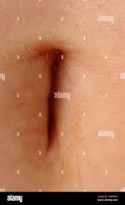 Image result for Umbilicus