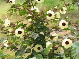 Image result for Hibiscus calyphyllus