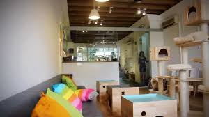 First Cat Cafe Opens In S Pore On Christmas Day Cat Molesters Rejoice Cat Cafe Cafe Cat Room