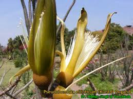 Image result for Pseudobombax