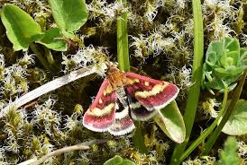 Image result for Pyrausta ostrinalis