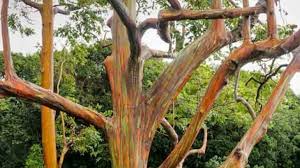 There is also kino, which is the name of plant gum produced by plants and trees including eucalyptus. 5 Of The Most Striking Trees In Cayman Loop Cayman Islands