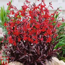 Image result for Lobelia fervens