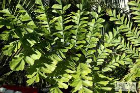 Image result for Caryota