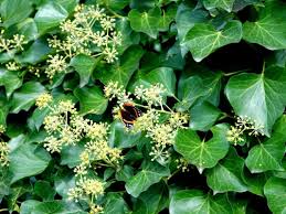Image result for Hedbergia
