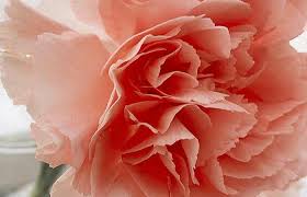 Learn about january flowers shop carnations. January Birth Flowers What Are They And What Are Their Meanings