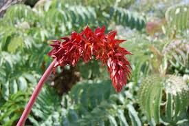 Image result for Melianthus major