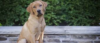 Fox Red Labrador Retriever Puppies For Sale Greenfield Puppies