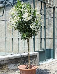 On compte un espacement d'environ 1 m à 1,5 m entre chaque plante. Laurier Rose Conseils D Entretien Des Lauriers Schilliger