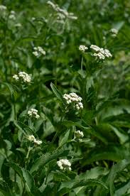Image result for Parthenium