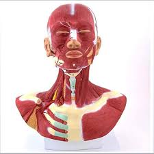 Upper arm muscle pain may be caused by calcific tendinitis of the supraspinatus tendon. Amazon Com Liqiu Anatomical Model Of Human Head And Neck Muscles Carotid Artery Blood Vessel Model Detailed Display Of The Muscles Of The Head Neck And Upper Chest For Medical Educational Training Aid Sports