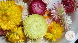Maybe you would like to learn more about one of these? Drying Strawflower Blooms Ornamental Cut Flower Gardening Youtube